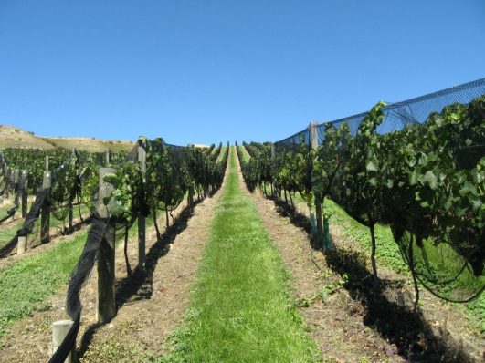 A Mt Difficulty Wines vineyard named "Golden Hills" would you believe!